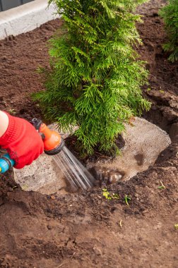 Kırmızı eldiven giyen bir bahçıvan bahçe yatağında zümrüt yeşili bir çalıyı sulamak için hortumla sprey hortum kullanır..