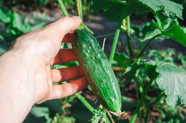 Yeni yetişmiş bir salatalığı tutan, canlı yeşil rengini ve bahçedeki dokulu derisini sergileyen bir elin yakın çekimi..