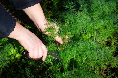 Bir insan taze dereotu toplamak için makas kullanıyor. Bahçeden bitki toplama sürecini gösteriyor..