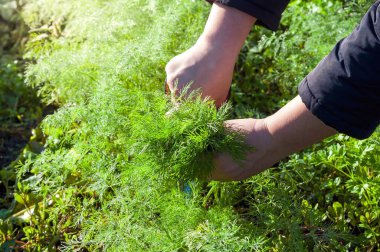 Bahçelerinden taze dereotları toplayan, organik bahçeler ve taze bitkiler sunan birinin yakın plan görüntüsü..