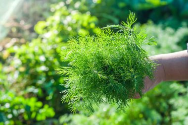Yakın plan çekimde yumuşak, yeşil arka planda taze dereotu tutan bir el görülüyor. Taze, ev yapımı otların güzel bir temsili..
