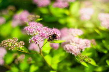 Bir arı, yemyeşil bir bahçede narin, açık pembe spirea çiçeklerinden polen toplar..