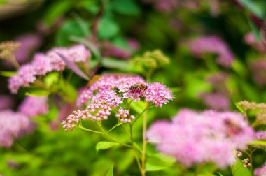 Bir bal arısı, yemyeşil bir zemin ile çevrili narin, açık pembe spirea çiçeklerinin üzerine iner..