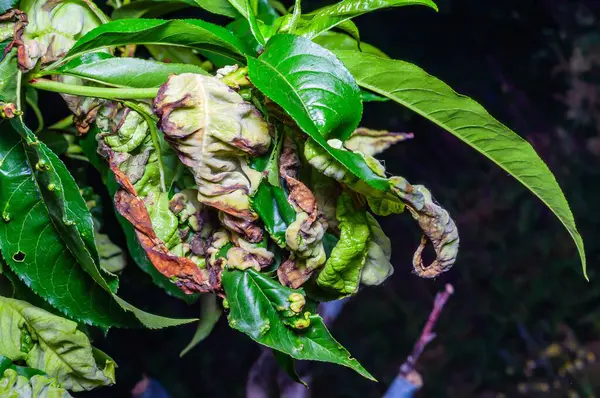 Şeftali yaprağı kıvrımlı hastalık. Bitkilerin yaprakları hastalığın belirtilerini gösteriyor..