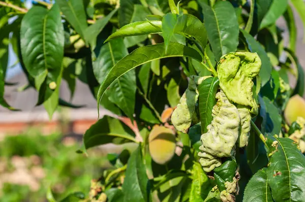 Yaprak kıvırcık yapraklı şeftali ağacı yaprakları. Yapraklar bozulmuş ve soluk, sarımsı yeşil bir rengi var..