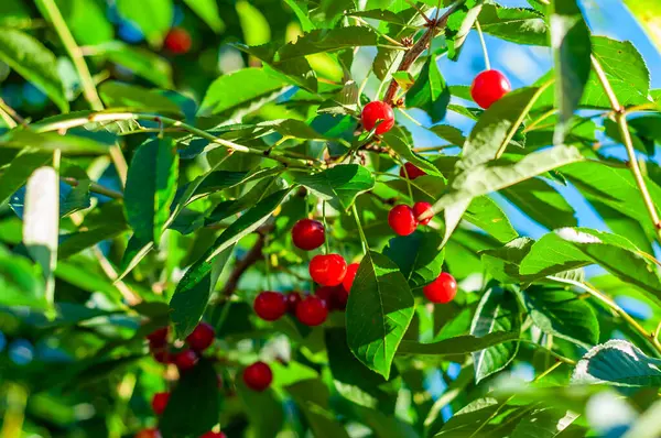 Olgun kırmızı kirazlar, canlı yeşil yapraklarla çevrili bir kiraz ağacının dallarında ağır ağır asılı..