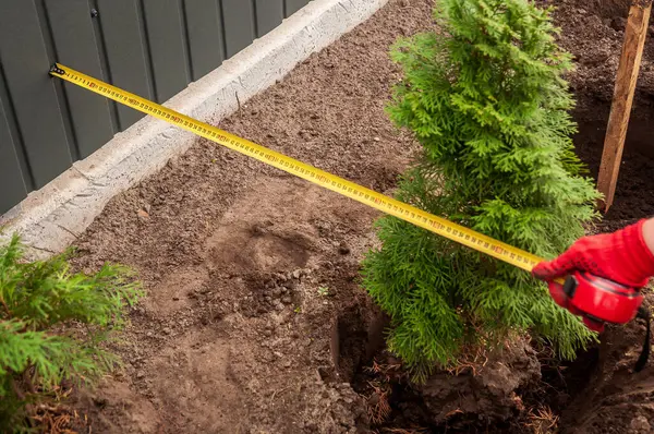 Bir kişi arka bahçeye bir sıra ağaç dikmek için çitle ağaç arasındaki mesafeyi ölçüyor..