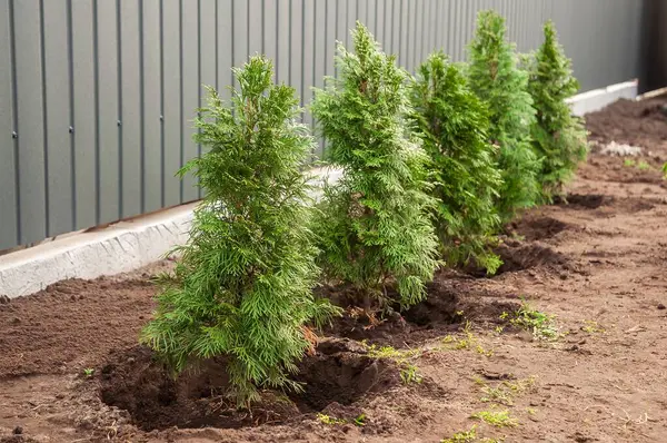 Bir sıra genç Thuja ağacı yakın zamanda gri bir çit boyunca dikilmiş, canlı yeşil yapraklarını gösteriyor..