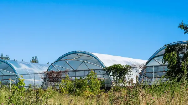 Açık mavi gökyüzüne karşı sıralanmış üç sera kırsal alanda umut verici bir büyüme ve tarımsal yenilik vaat ediyor..
