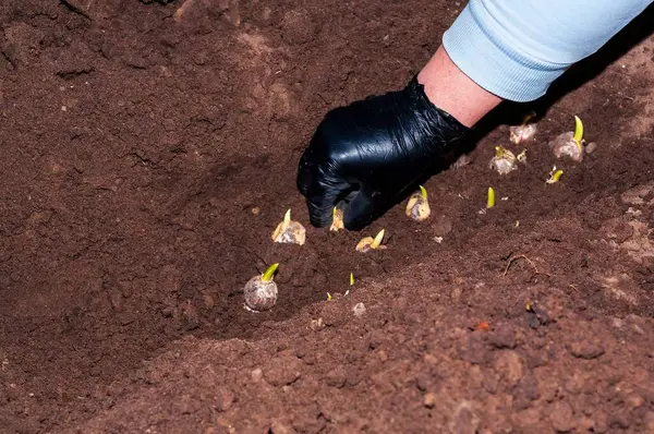 Eldivenli bir el, tomurcuklanan ampulleri dikkatlice toprağa yerleştirir ve gelecek sezon canlı bir bahçe gösterisine hazırlanır..