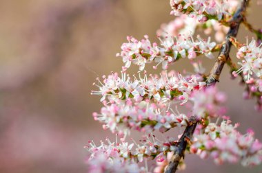 Kapalı çekimde Tamarisk çalılarının narin pembe ve beyaz çiçekleri yumuşak ve bulanık bir arka plana karşı sergileniyor..