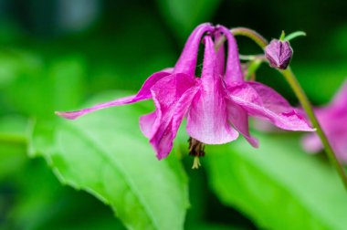 Yakın plan, yeşil arkaplanlı canlı bir kolumbanın doğanın narin güzelliğini gözler önüne seren karmaşık detaylarını gözler önüne seriyor..