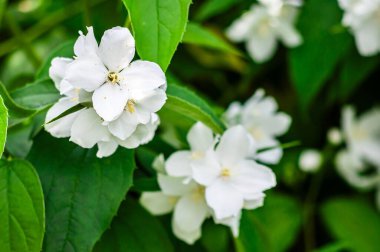 Güzel taklit portakal çiçekleri tam çiçeklenirken taze, yaz havası yaratır, doğanın basit zarafetini ve botanik güzelliğini gözler önüne serer..