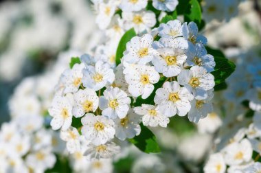 Sarı merkezli beyaz Spiraea çiçeklerinden oluşan bir demet yakın plan. Hassas detaylar ve bahçe düzeninde hafif ışıklandırma sergileniyor..