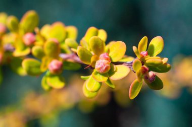 Berberis Thunbergii 'nin yeşil yapraklı ve kırmızı tomurcuklu dalına yakın plan, baharda doğanın detaylarının güzelliğini gözler önüne seriyor..