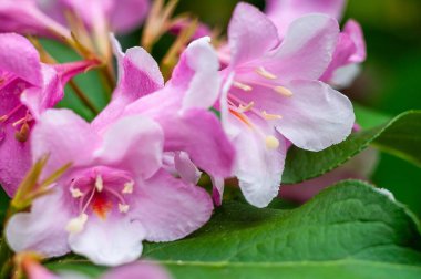 Yakın plan çekimde pembe Weigela çiçeklerinin narin güzelliğini yakalar belirgin beyaz kenarları olan, yemyeşil yaprakların arka planına kurulmuş.