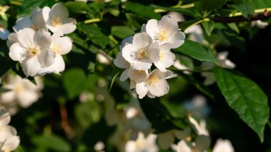 Yazın açan güzel, beyaz, sahte turuncu çiçeklerin yakın plan çekimi, zengin yeşil yapraklar, canlı bir zemin oluşturur..