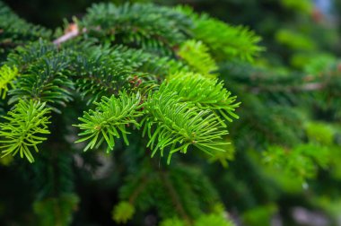 Canlı yeşil ladin iğnelerinin yakın plan çekimi. Resim yeşilliğin taze ve canlı görünümünü vurguluyor..
