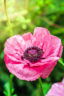 Canlı pembe bir gelincik çiçeği, yumuşak odak ile yakalanmış koyu mor bir merkezle güzel bir şekilde çiçek açar. Güneş çiçeğe hafifçe vurgu yapıyor bulanık yeşil bir arkaplanda.