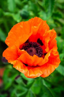 Canlı bir turuncu gelincik çiçeği yeşil yapraklara karşı narin taç yapraklarını ve koyu merkezini sergileyerek güzel bir şekilde çiçek açar..