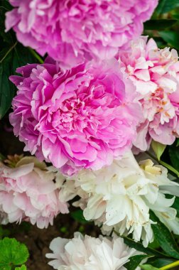 Yakın plan çekimde canlı pembe ve beyaz şakayıklardan oluşan bir demet çiçek açar. Yeşillik yapraklar doğal ışık altında büyüleyici bir çiçek dekoru oluşturuyor..