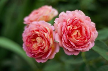 Çiçek açmış üç narin pembe gülün yakın plan görüntüsü, yaprakları yavaşça açılır. Yeşiller yemyeşil bir zemin oluşturuyor, canlı güzelliklerini arttırıyor..