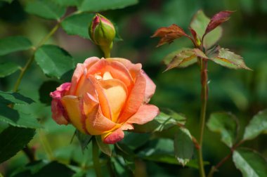 Tam çiçeklenmiş şeftali rengi bir gül, kenarlarında pembeyle, yumuşak yapraklarını ve çevresini saran yemyeşil yapraklarını gösteren yakın plan bir çekimde yakalanır..