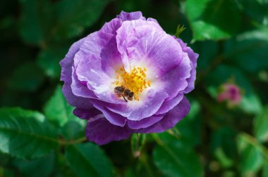 Bir bal arısı canlı mor bir gülden polen toplar ve yaprakları güneş ışığında yavaşça açılır. Huzurlu ve huzurlu bir sahne..