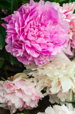 Yakın plan, canlı pembe ve beyaz şakayıkları yakalar, verimli yeşillikle karışık taç yaprakları sergiler. Çiçekli, doğal ve narin bir çiçek sergisi..