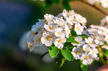 Yakından, bir daldan bir demet zarif beyaz çiçek fışkırır, altın merkezleri bir bahçede güneş ışığını yakalar..