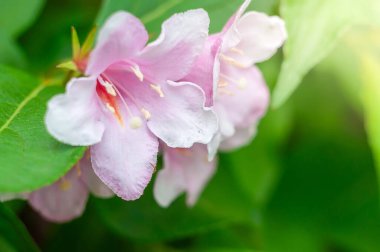 Narin pembe ve beyaz Weigela Florida çiçeklerinin yakın plan çekimi ilkbaharda canlı yeşil yaprakların üzerine kurulur..