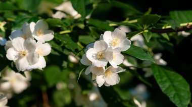 Güneş ışığı, yasemin çiçeklerinin narin güzelliklerini yakalar yemyeşil yaprakların arasında çiçek açar, dingin ve ferahlatıcı bir doğal manzara yaratır..