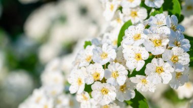 Yakın plan, ilkbaharda serpilen, kaymak gibi beyaz taç yaprakları ve sarı merkezleri hafifçe aydınlatılmış çayırkuşu çiçeklerinin ince detaylarını gösteriyor..