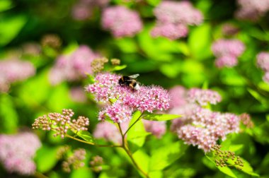 Bir yaban arısı, yemyeşil yapraklarla çevrili narin, açık pembe spirea çiçeklerinin üzerine iner..