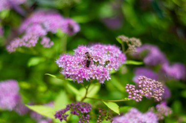 Bir bal arısı canlı bir Spirea çiçekleri kümesine düşer, narin pembe yaprakları yemyeşil yapraklarla çok güzel zıtlaşır..