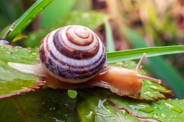 Doğal ortamında ıslak bir yaprağın üzerinde süzülen bir salyangozun kabuğunu ve vücudunu sergilemesi..