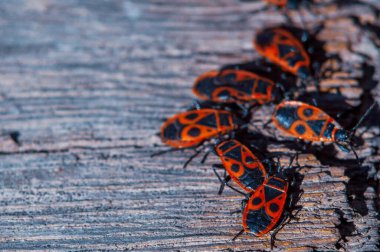 Bir grup kundakçı ahşap bir yüzey üzerinde toplanır ve belirgin kırmızı ve siyah işaretlerini gösterir..