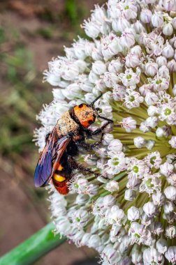 Renkli, polen tozlu bir mamut arısı, güneşli bir günde narin bir italyan çiçeğini ziyaret edip nektar topluyor..