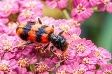 Kareli bir böcek, güneşli bir günde, doğal bir bahçede pembe achillea milleum çiçeklerinin nektarıyla beslenir..