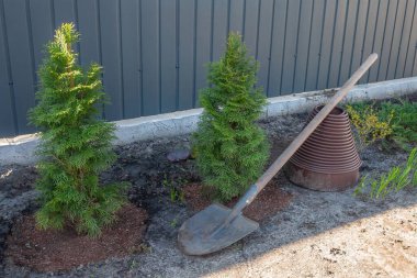 İki genç arborvitae ağacı bir çitin yanındaki bahçe yatağında yeni dikilmiş ve yakınlarda bahçe aletleri var..