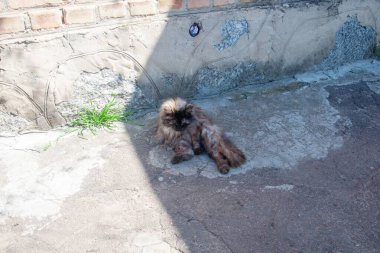 Yumuşak bir kedi, güneşte betonun üzerinde tembelce uzanır. Yıpranmış tuğla bir duvarın yanında gelişen yeşilliklerle birlikte..