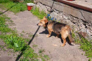 Meraklı bir köpek güneşli bir günde açık havayı keşfeder. Sevimli köpek yeşilliğin ve kayalık duvarın yanında duruyor..