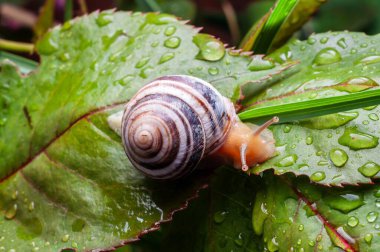 Bir salyangoz, su damlacıklarıyla kaplı yeşil bir yaprağın üzerinde sürünür. Makro çekim için doğal ışıkla aydınlatılır..