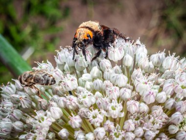 Scoliid eşekarısı ve bal arısı bir soğan çiçeğinin başında polen toplar ve doğanın polen taşıyıcılarını doğal ortamlarında gösterir..