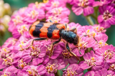 Bir orman böceği, bir tarlada pembe bir yarrow çiçeğinin üzerinde oturur, kendine özgü kırmızı ve siyah çizgili dış iskeletini ve narin antenini sergiler..