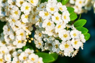 Canlı beyaz spiraea çiçeklerinden oluşan bir demet yakın plan. Çiçekler, narin sarı merkezler ve yemyeşil yapraklar sergiliyor..