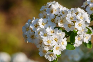 Yakın plan çekimde Spiraea çiçeklerinin narin güzelliği baharda çiçek açarken görülüyor. Karmaşık detaylarını gözler önüne seriyorlar..