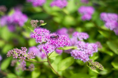 Bir bal arısı, daha fazla çiçek ve yemyeşil yapraklarla çevrili canlı mor spirea çiçeklerinden nektar toplar..