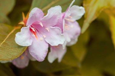 Narin pembe ve beyaz Weigela çiçeklerinin yakın çekimi canlı sarı-yeşil yaprakların arasında çiçek açarak doğadaki baharın özünü yakalıyor..