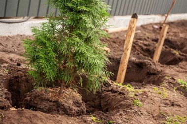 Köklerini sağlamlaştırırken destek vermek için yanında tahta kazıklar olan bir bahçeye genç bir yemyeşil ağaç dikiliyor..